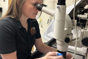 UTIA Research Associate creating in-vitro-produced embryos in the lab