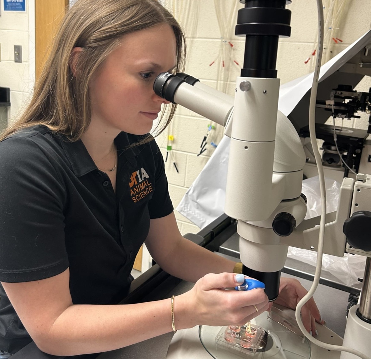 UTIA Research Associate creating in-vitro-produced embryos in the lab