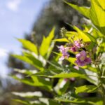 El Niño Chitalpa plant in the UT Gardens, Knoxville