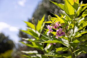 El Niño Chitalpa plant in the UT Gardens, Knoxville
