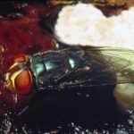 female adult New World screwworm fly