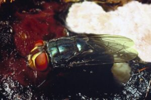 female adult New World screwworm fly