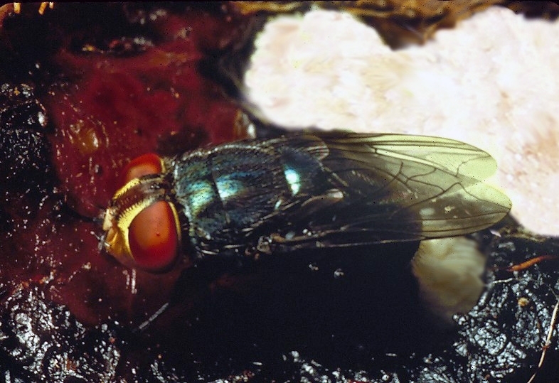 female adult New World screwworm fly