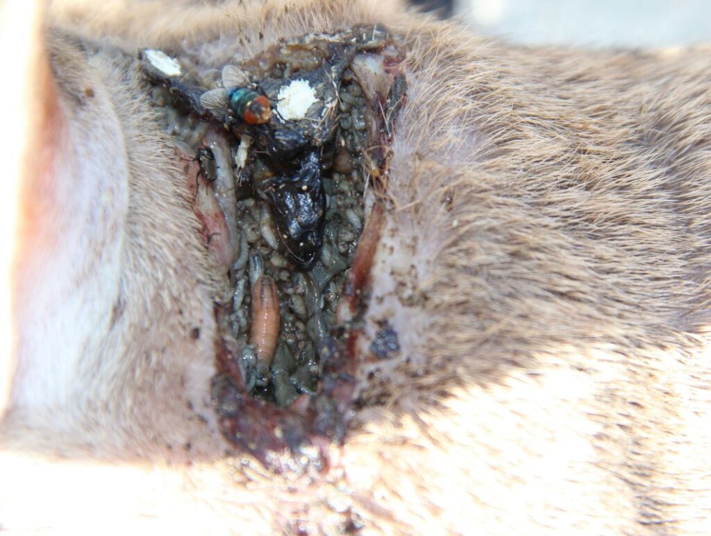New World screwworm larvae laid in open wound of a deer