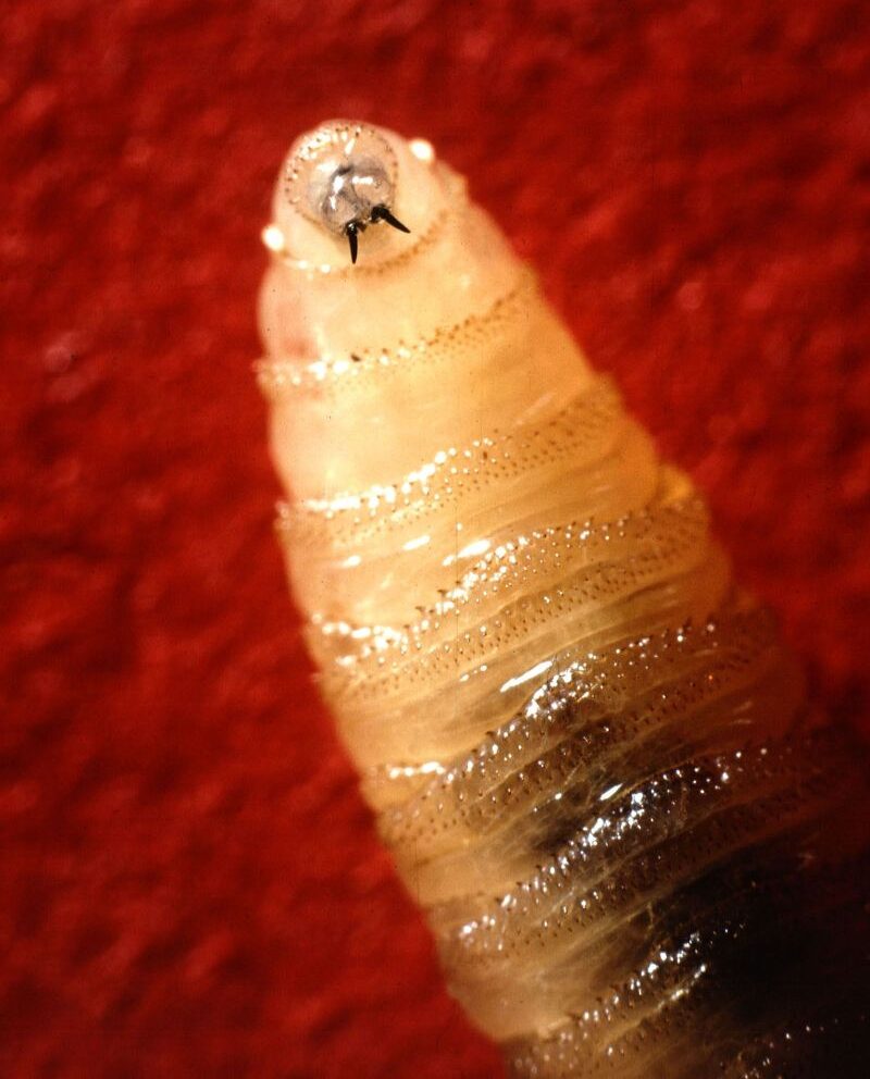 New World screwworm
