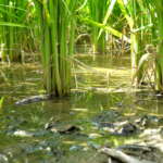 A close up of rice stalks growing out of muddy, flooded soil