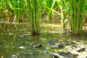 A close up of rice stalks growing out of muddy, flooded soil