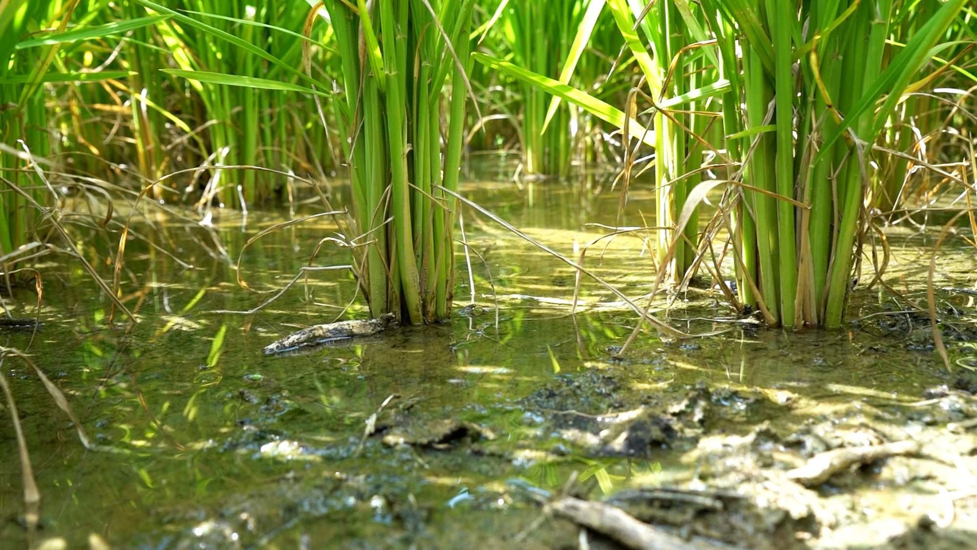 A close up of rice stalks growing out of muddy, flooded soil