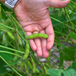 A hand holding a soybean pod attached to a plant