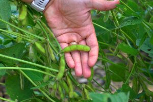 A hand holding a soybean pod attached to a plant