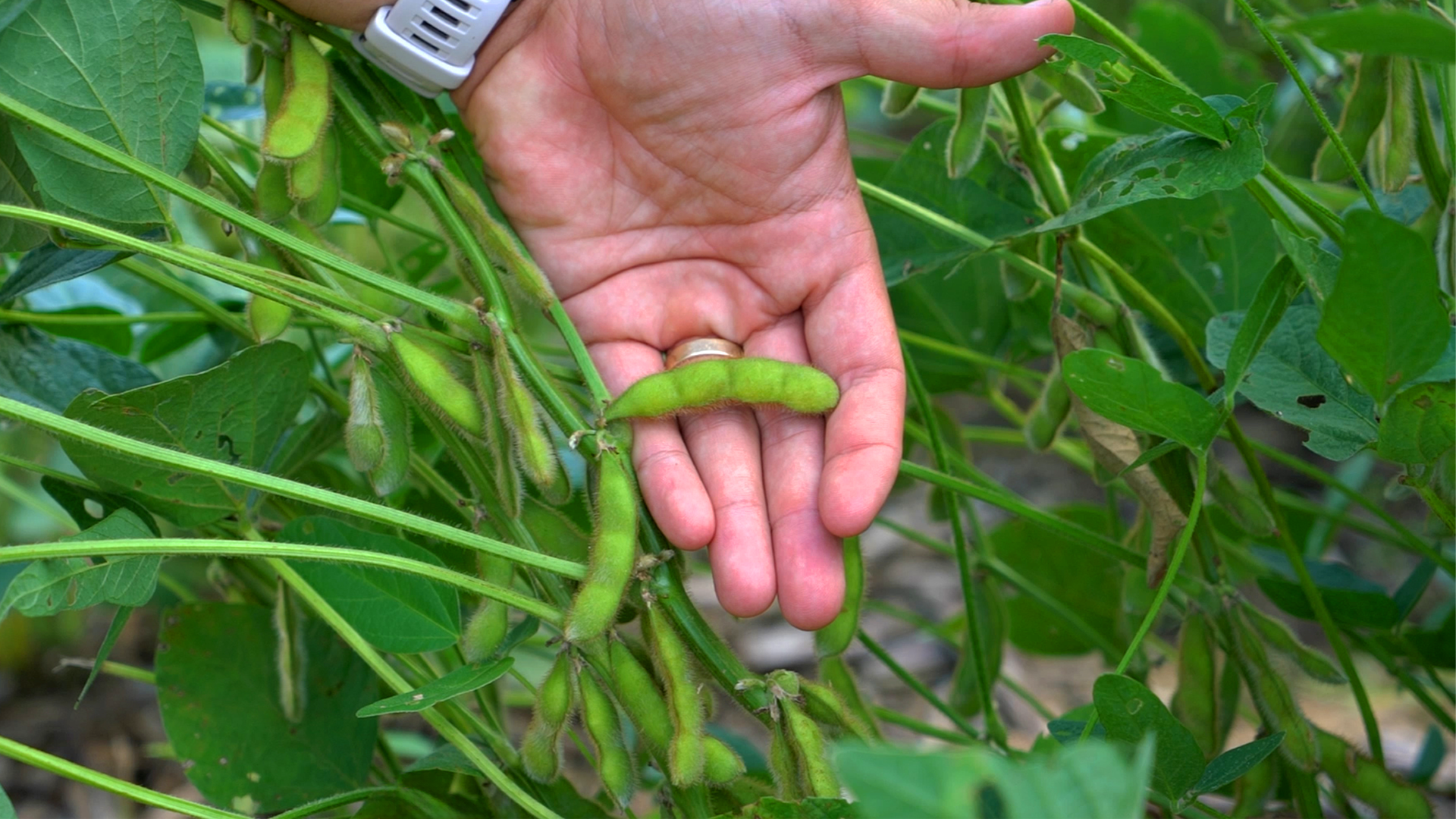A hand holding a soybean pod attached to a plant