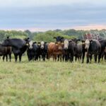 Beef cattle in a field