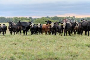 Beef cattle in a field