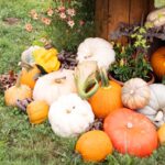pumpkin display