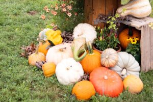 pumpkin display