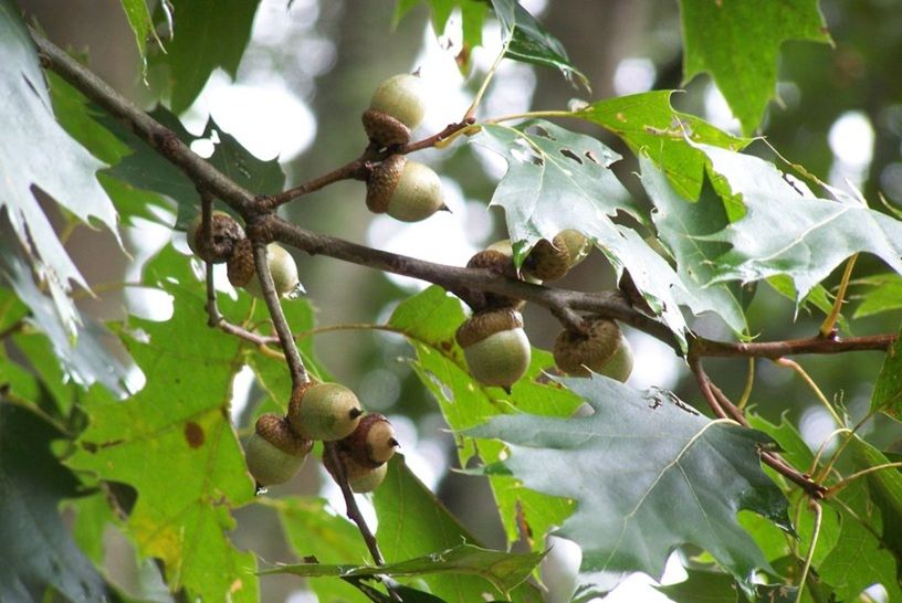 acorns on a tree