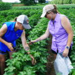Two women in hates harvest samples from a cotton field