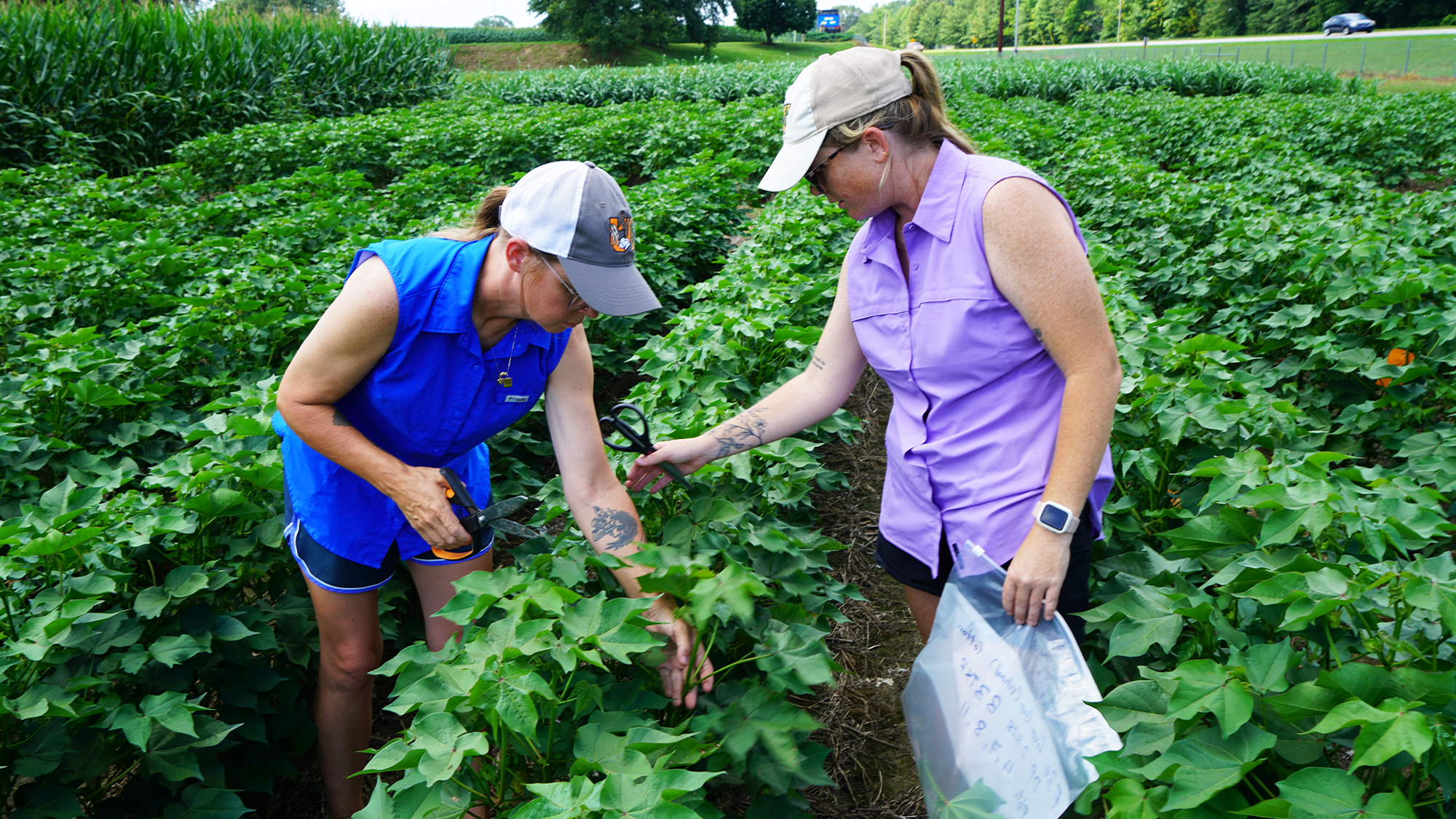Two women in hates harvest samples from a cotton field