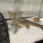 Eragon Bearded Dragon in an enclosure