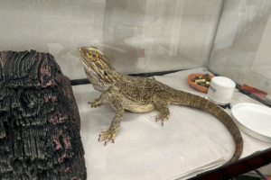 Eragon Bearded Dragon in an enclosure