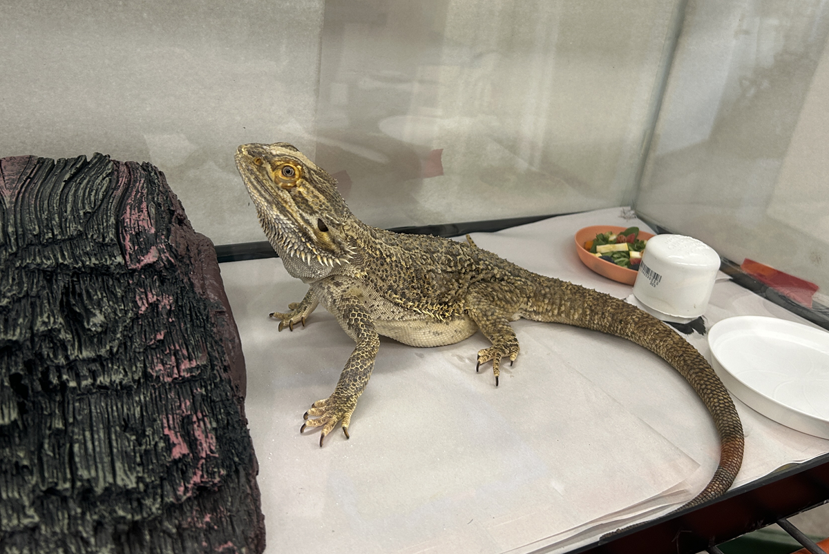 Eragon Bearded Dragon in an enclosure