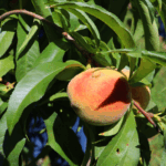 peach growing from a tree