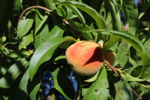 peach growing from a tree