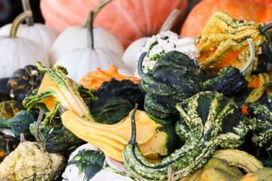 variety of pumpkins