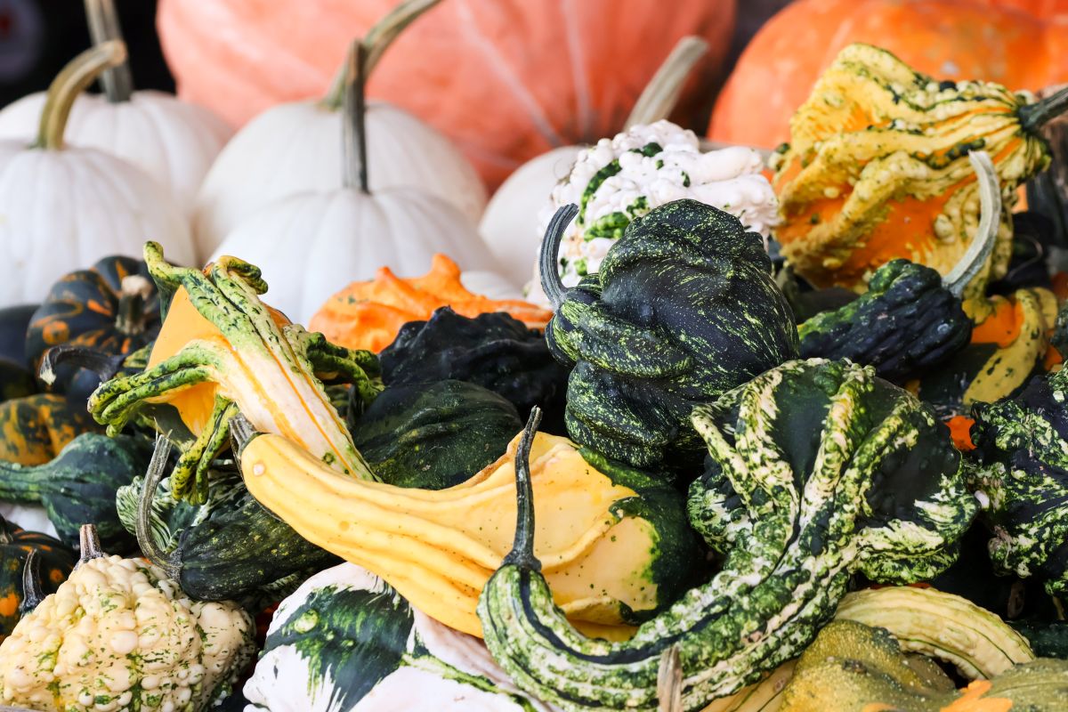 variety of pumpkins