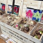 Amaryllis bulbs in a wooden crate labeled "product of Holland."