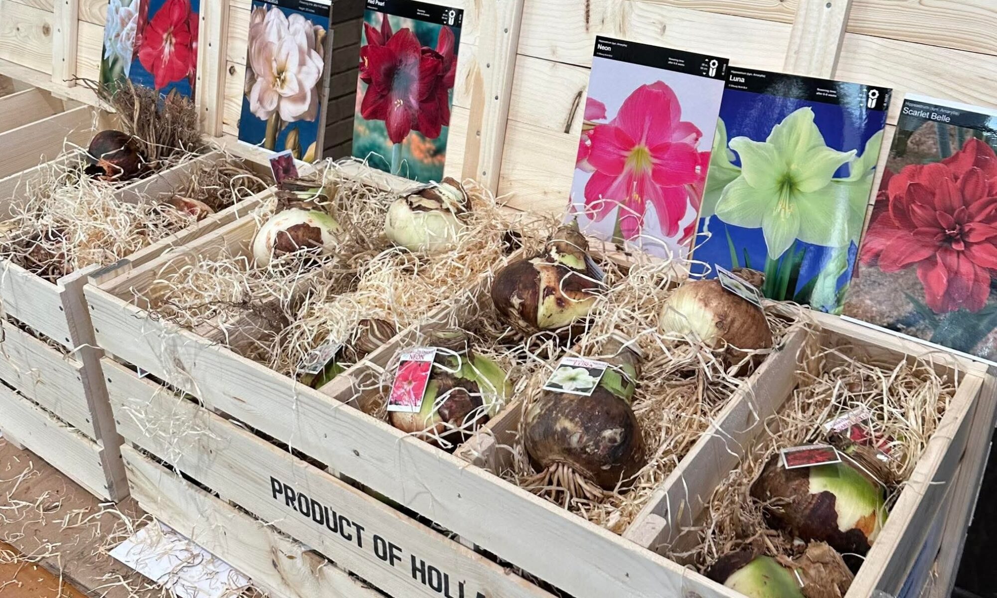Amaryllis bulbs in a wooden crate labeled "product of Holland."