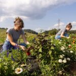 two women cutting flowers at the Organic Crops Unit of the East Tennessee AgResearch and Education Center in Knoxville