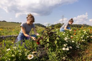 two women cutting flowers at the Organic Crops Unit of the East Tennessee AgResearch and Education Center in Knoxville