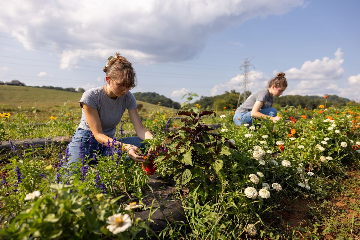 two women cutting flowers at the Organic Crops Unit of the East Tennessee AgResearch and Education Center in Knoxville