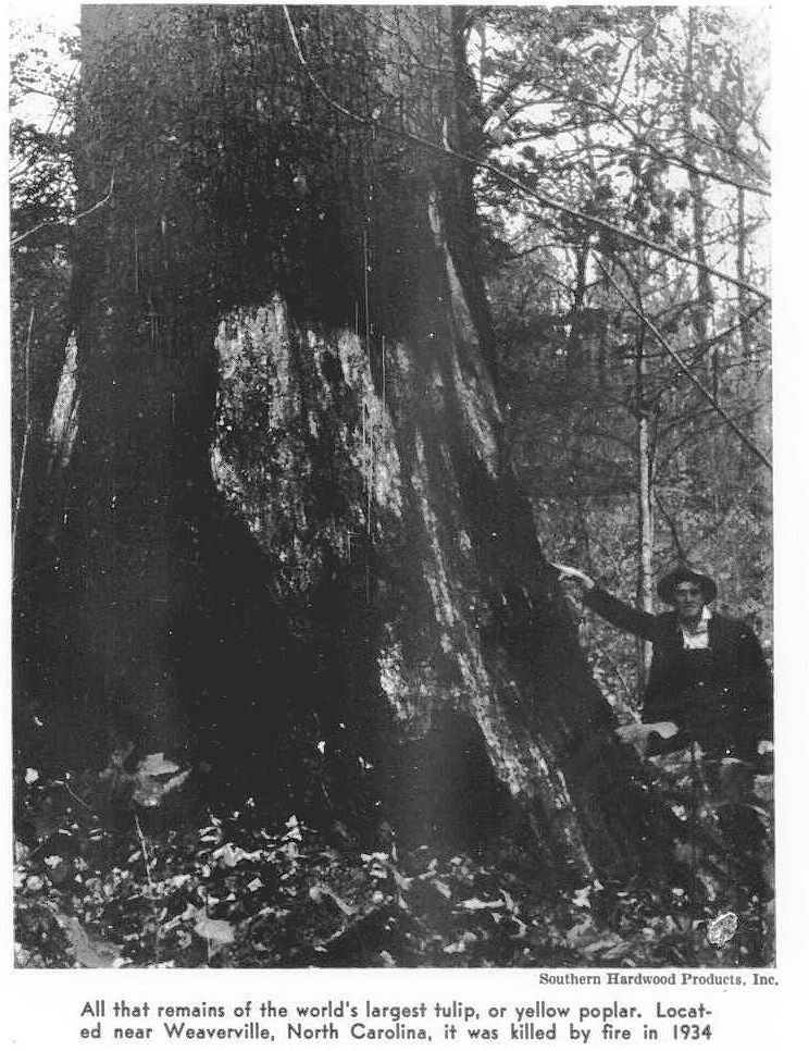 Joseph Stearns standing next to a tree