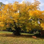 Kentucky Yellowwood tree