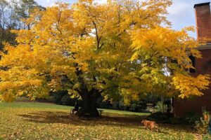 Kentucky Yellowwood tree