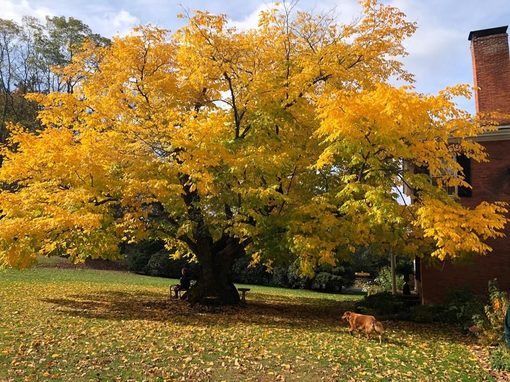 Kentucky Yellowwood tree