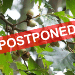 acorns on a tree with Postponed written over the photo