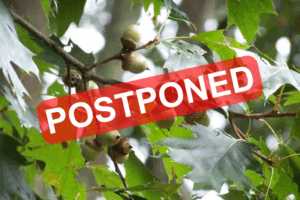 acorns on a tree with Postponed written over the photo