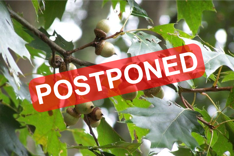 acorns on a tree with Postponed written over the photo