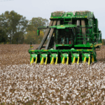 A green and yellow combine picking cotton