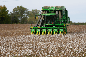 A green and yellow combine picking cotton