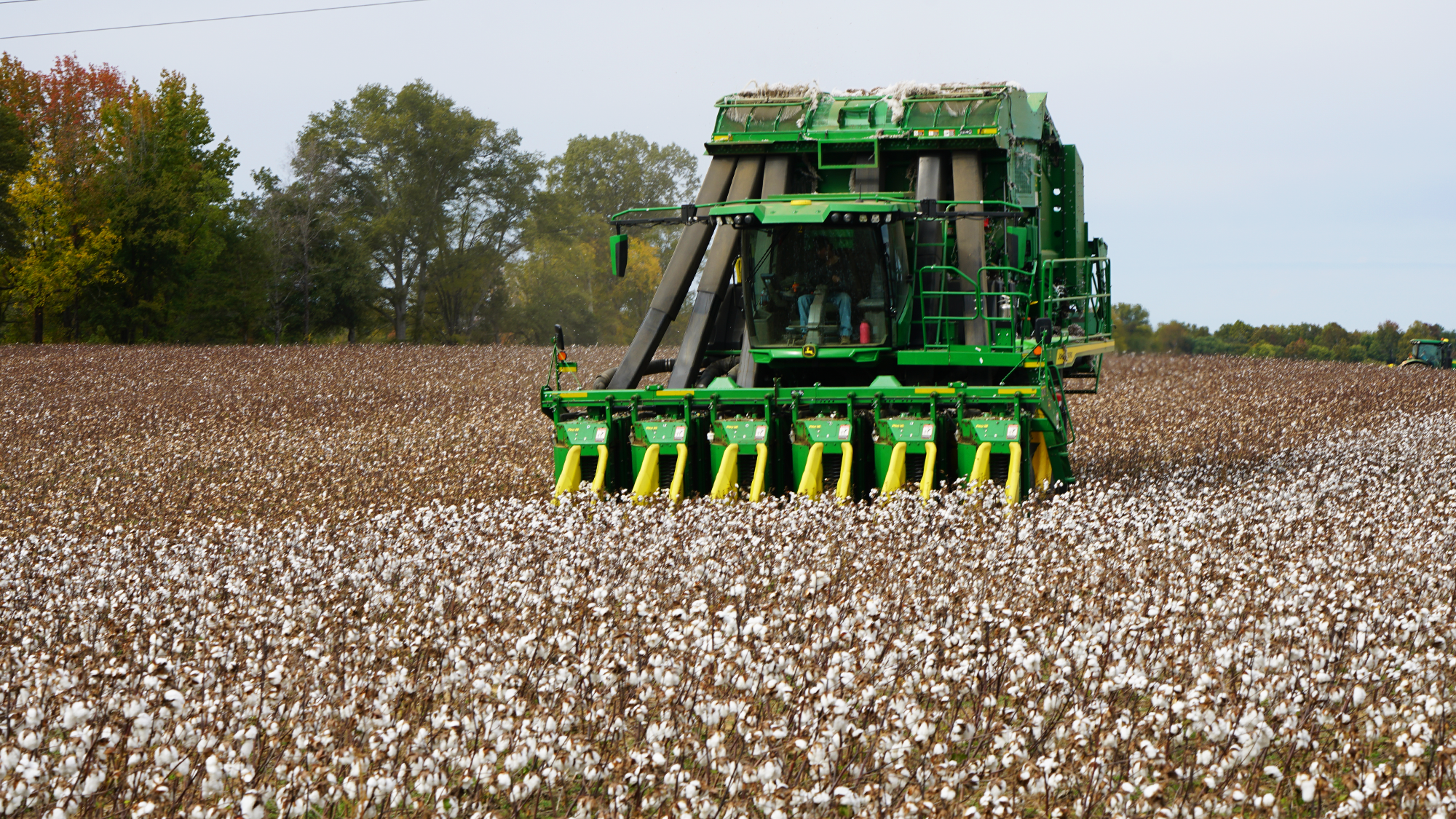 A green and yellow combine picking cotton