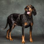 Smokey X, Bluetick Coonhound