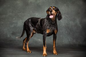 Smokey X, Bluetick Coonhound