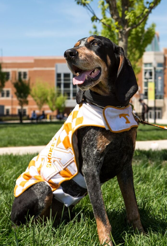 Smokey X poses in his orange and white UT vest