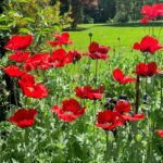 red poppy flowers