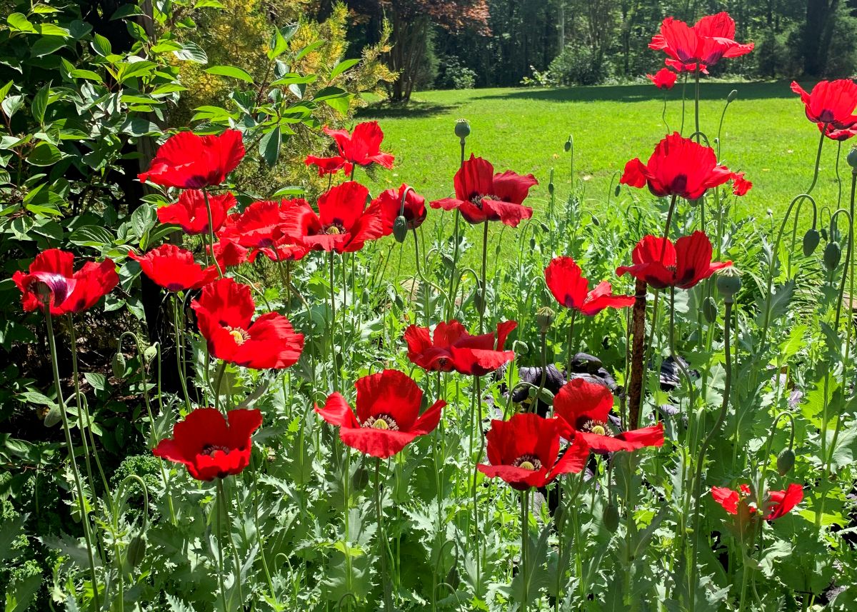 red poppy flowers