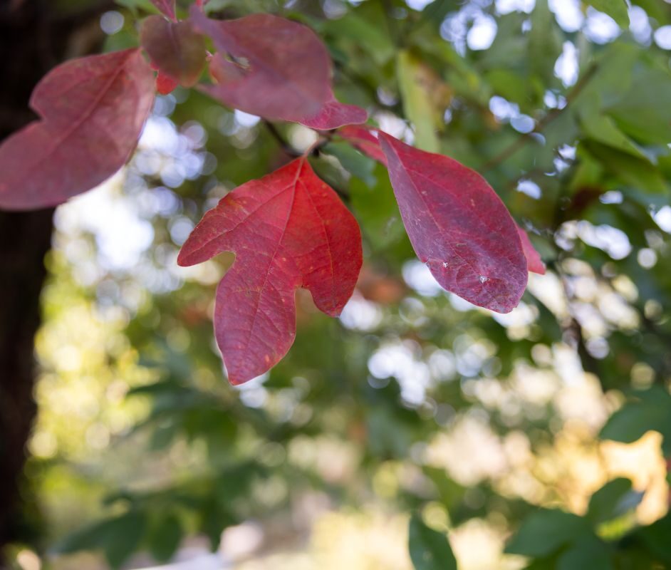 red sassafras leaves